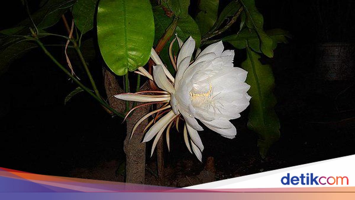 Bunga Wijaya: Membawa Kebahagiaan ke Setiap Sudut Cilacap